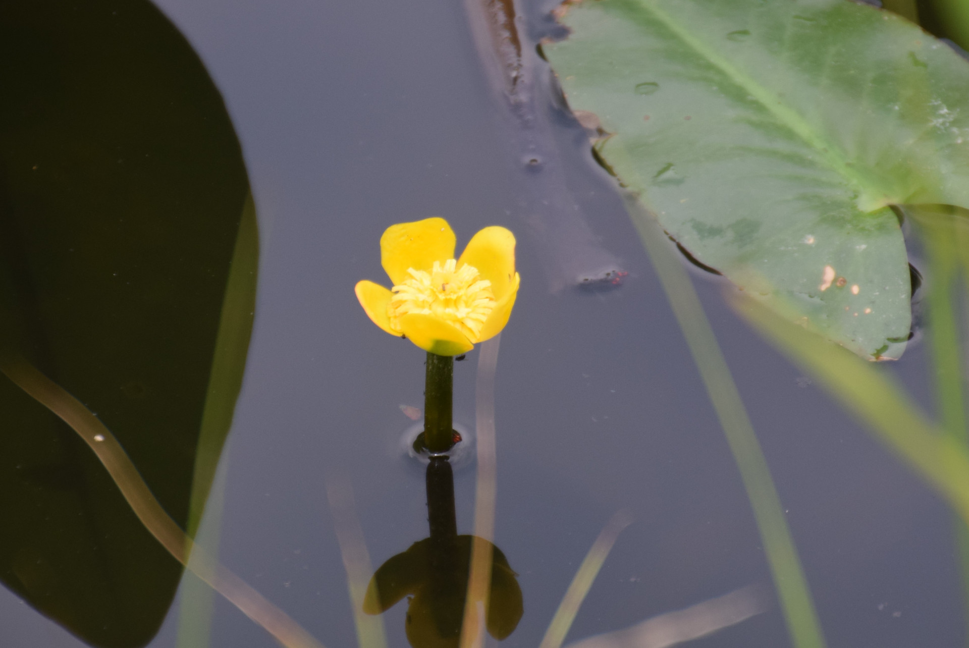 コウホネ（河骨）の花【花コラム】